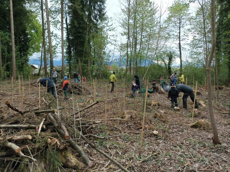 Gemeinsam den Rankweiler Wald neu beleben: Fotos: Privat: Im Rankweiler Auwald wurden 80 neue Bäume gesetzt.