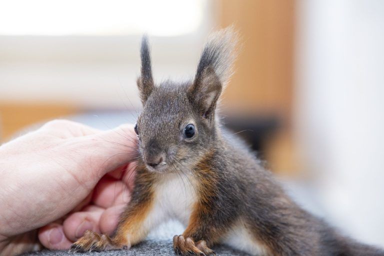 Wildtierhilfe-Verein steht auf der Kippe