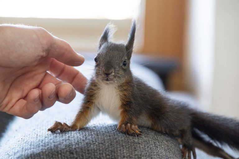 "Die Eichhörnchen laufen den Menschen aus Verzweiflung hinterher"