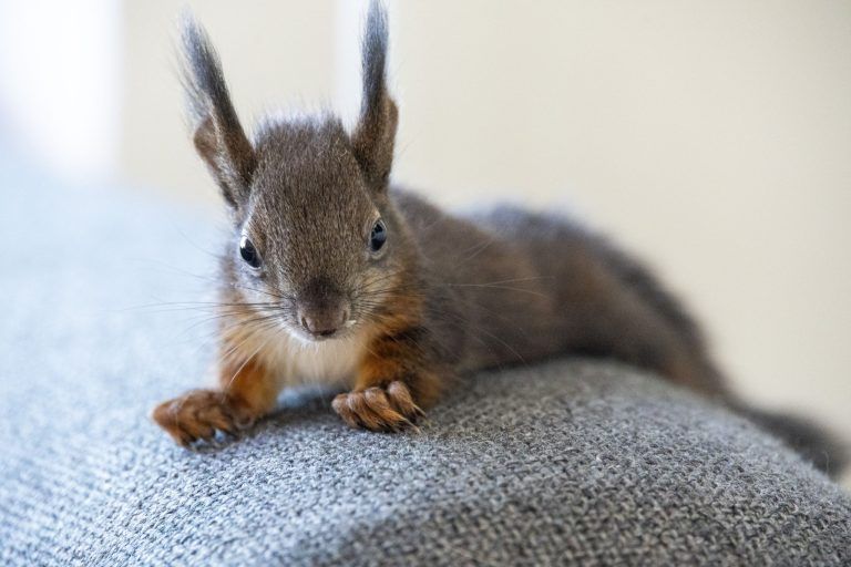 "Die Eichhörnchen laufen den Menschen aus Verzweiflung hinterher"