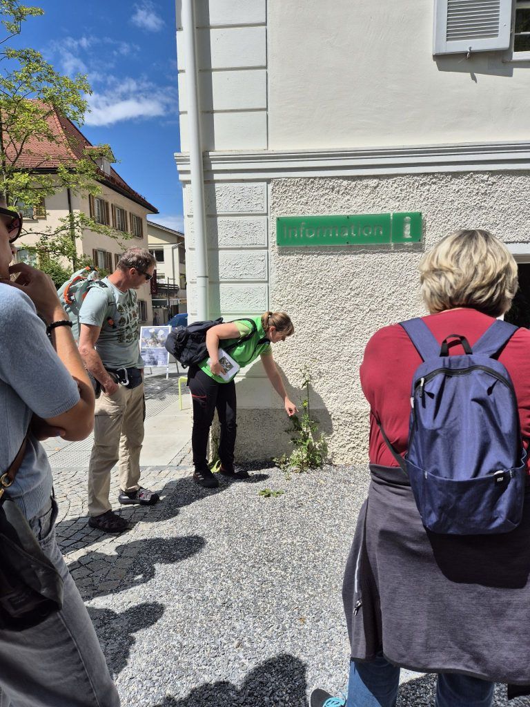 Urbane Kräuterwanderung durch Hohenems: An wirklich jeder Häuserecke gab es etwas zu entdecken. Man muss nur den Blick dafür öffnen.