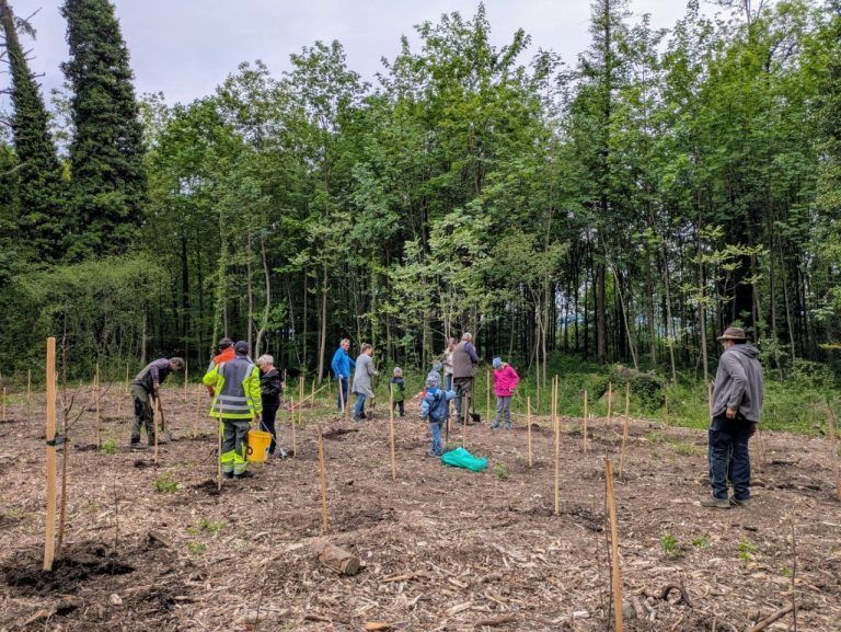 Sulner Auwald: 100 Bäume gepflanzt: 100 neue Bäume und Sträucher wurden in Sulz gepflanzt.