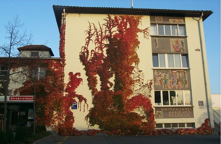 Für einen Tag wird Lauterach zum Winzerdorf: Nostalgie an der Außenwand der Firmenzentrale: Vor ziemlich genau 100 Jahren hat der heutige Fruchtsaft-Riese Pfanner mit der "Weinkellerei Hermann Pfanner" auch den Weinhandel in sein Sortiment aufgenommen.