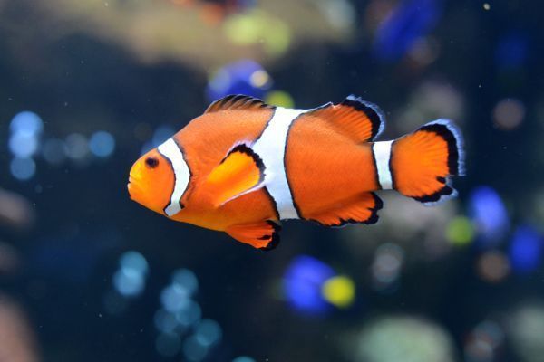 Clownfische schrumpfen als Reaktion auf Hitzewellen