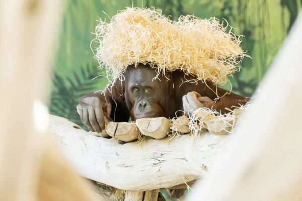 Junges Orang-Utan-Männchen im Zoo Schönbrunn eingezogen