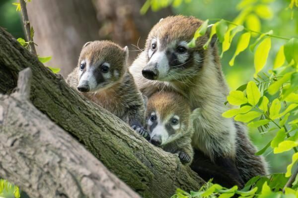 Nasenbären-Nachwuchs im Tiergarten Schönbrunn