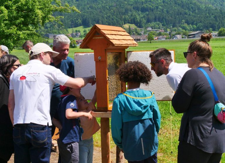 Schaubienenkasten mit Möglichkeit die Bienenkönigen zu beobachten - Tag des offenen Bienenstockes in Hörbranz