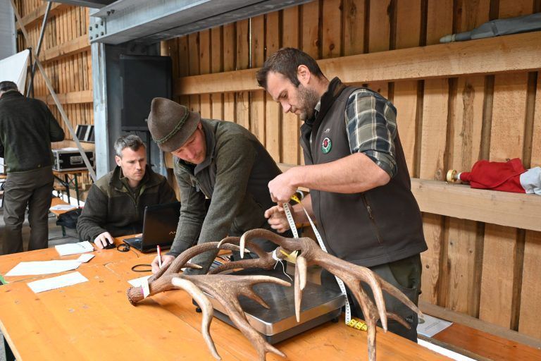 159 Hirschgeweihe zum Jubiläum: Die Geweihe wurden gemessen und gewogen.
