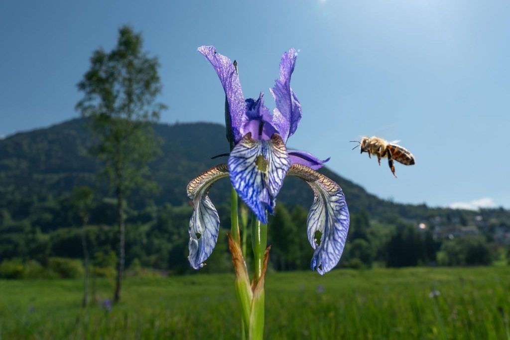 Alarm im Bienenparadies: „Es ist eine recht fragile Angelegenheit“
