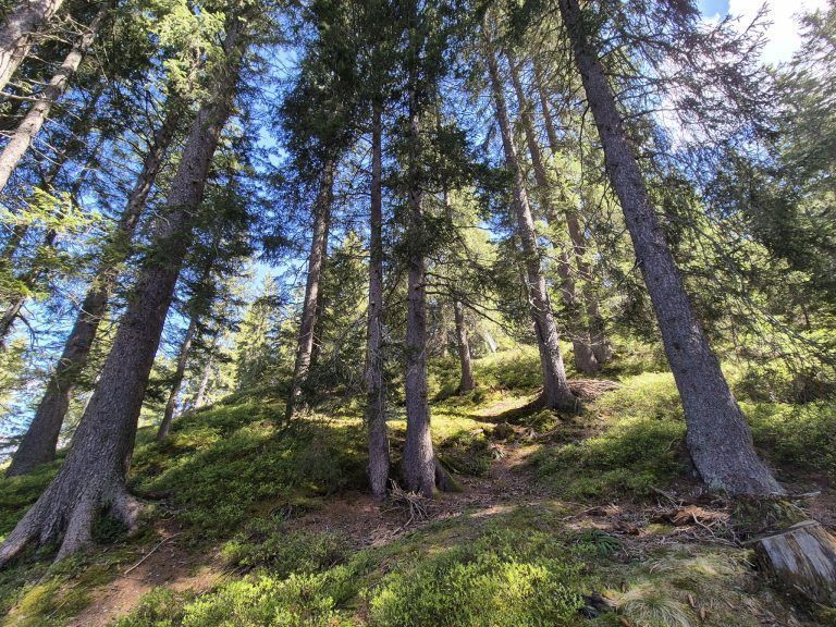 Wald, Schutzwald, Naturverjüngung, Forstfonds, Montafon, Forstbetrieb