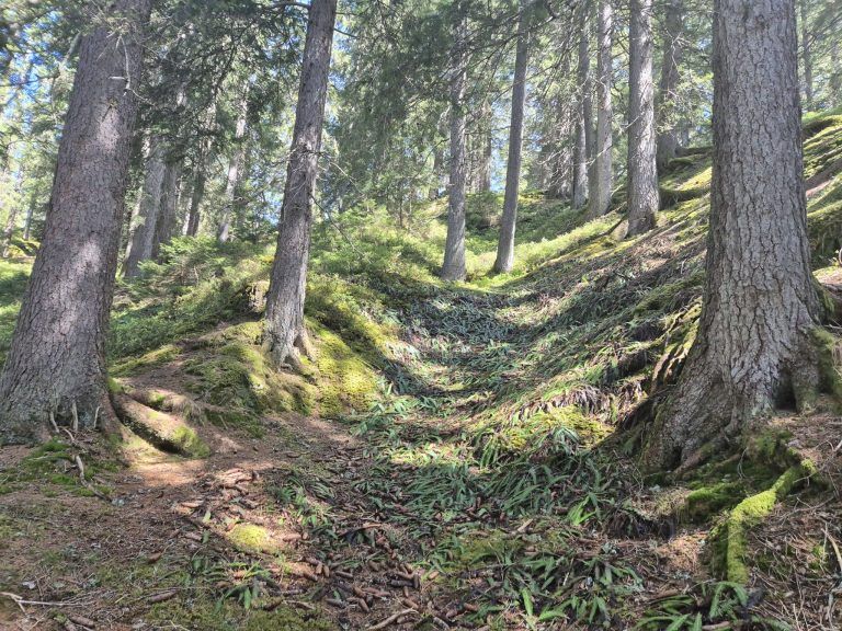 Wald, Schutzwald, Naturverjüngung, Forstfonds, Montafon, Forstbetrieb