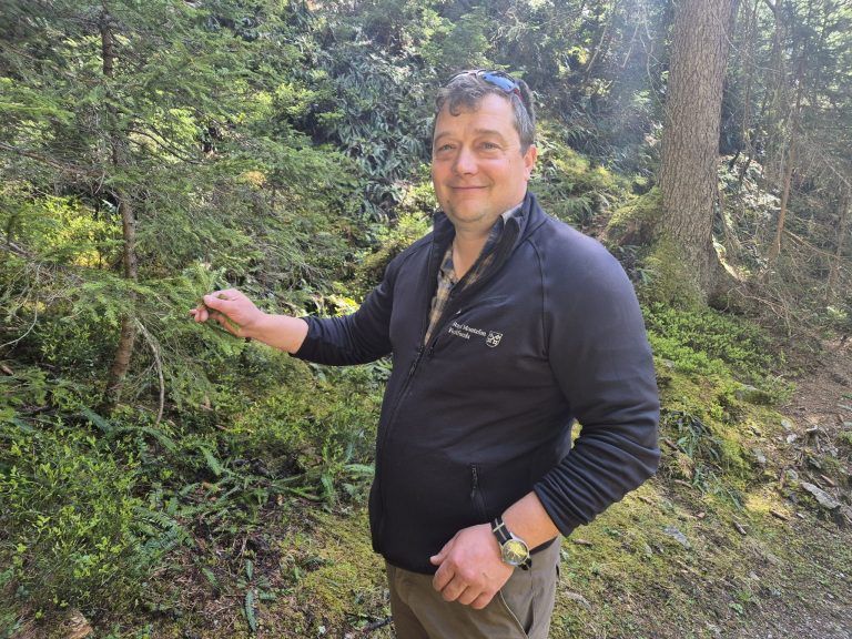 Wald, Schutzwald, Naturverjüngung, Forstfonds, Montafon, Forstbetrieb