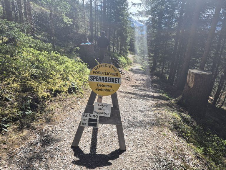 Wald, Schutzwald, Naturverjüngung, Forstfonds, Montafon, Forstbetrieb