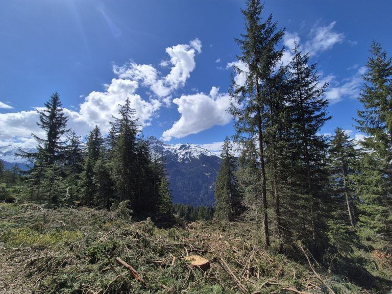Wald, Schutzwald, Naturverjüngung, Forstfonds, Montafon, Forstbetrieb