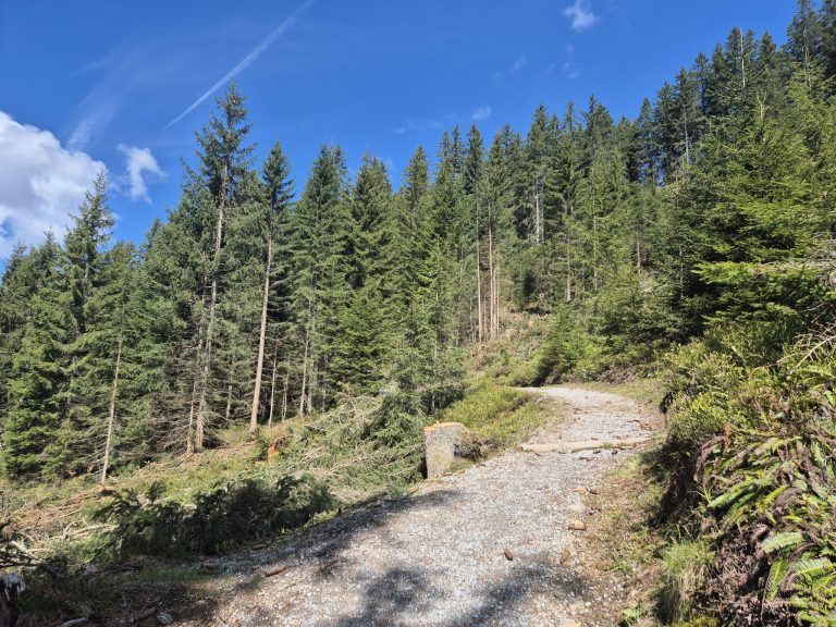 Wald, Schutzwald, Naturverjüngung, Forstfonds, Montafon, Forstbetrieb