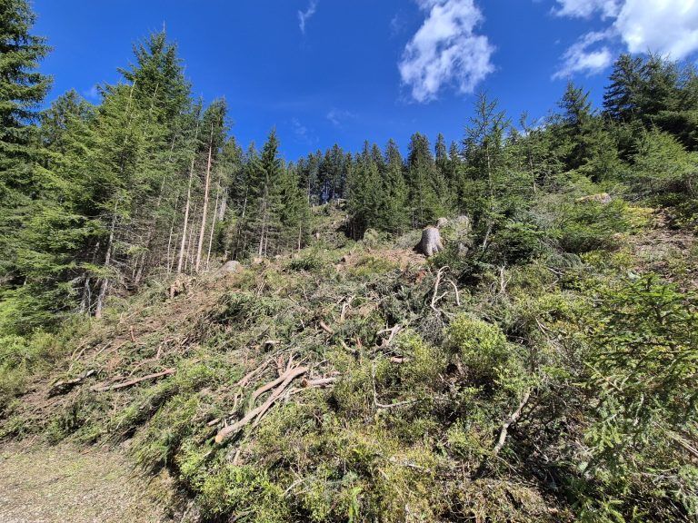 Wald, Schutzwald, Naturverjüngung, Forstfonds, Montafon, Forstbetrieb
