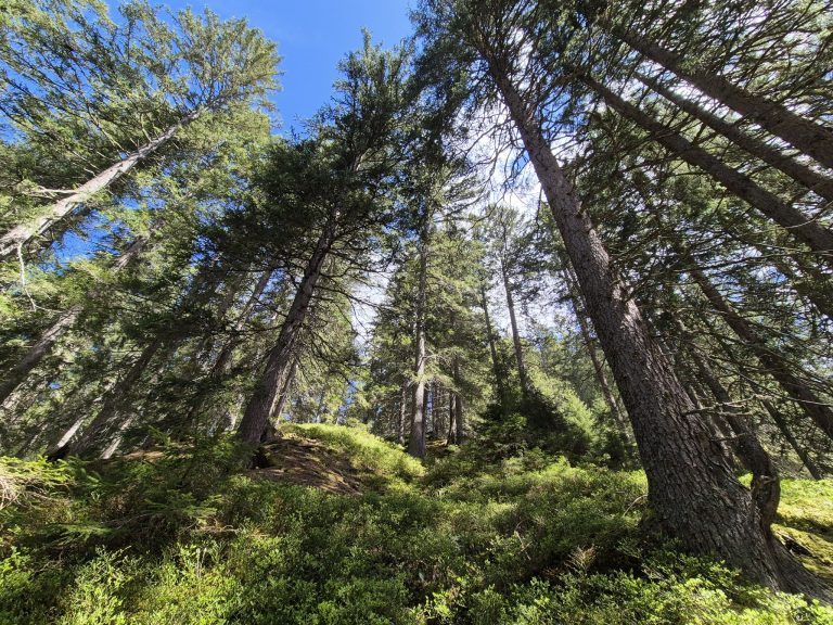 Wald, Schutzwald, Naturverjüngung, Forstfonds, Montafon, Forstbetrieb