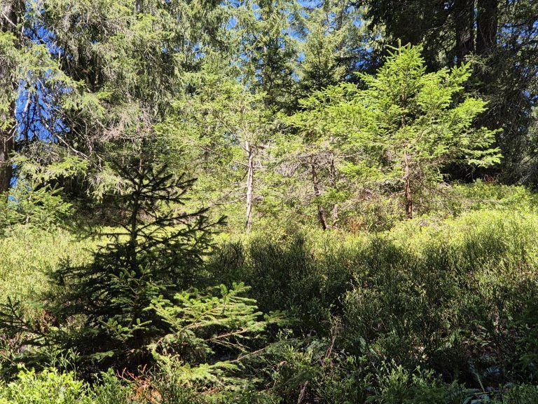 Wald, Schutzwald, Naturverjüngung, Forstfonds, Montafon, Forstbetrieb