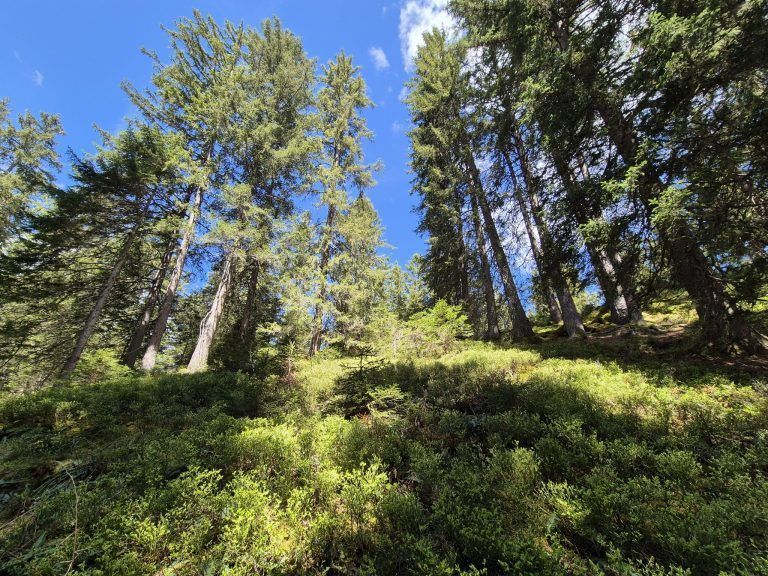 Wald, Schutzwald, Naturverjüngung, Forstfonds, Montafon, Forstbetrieb