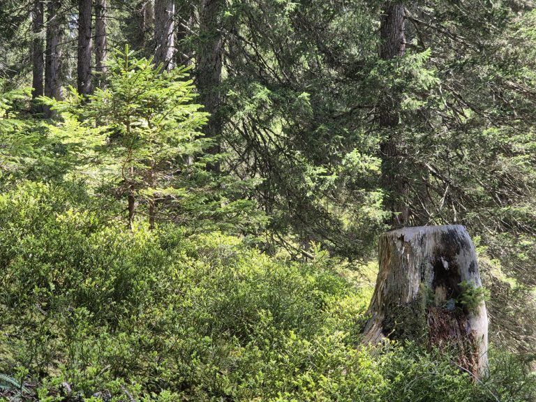 Wald, Schutzwald, Naturverjüngung, Forstfonds, Montafon, Forstbetrieb