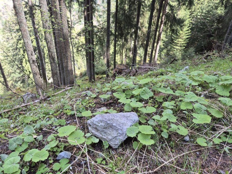 Wald, Schutzwald, Naturverjüngung, Forstfonds, Montafon, Forstbetrieb
