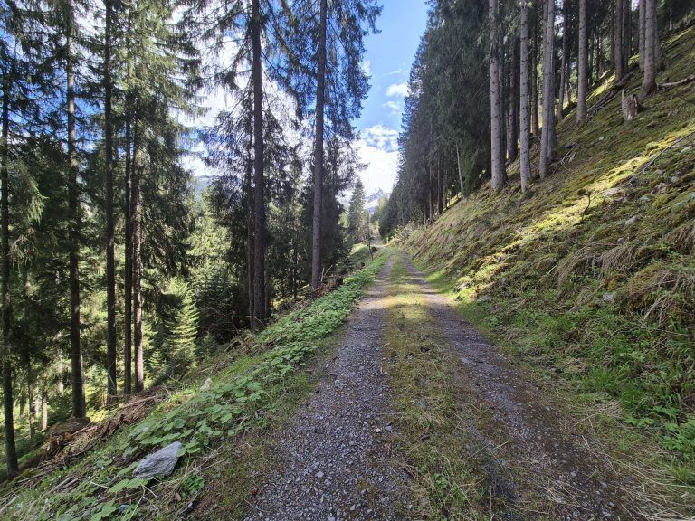 Wald, Schutzwald, Naturverjüngung, Forstfonds, Montafon, Forstbetrieb
