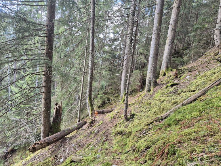 Wald, Schutzwald, Naturverjüngung, Forstfonds, Montafon, Forstbetrieb