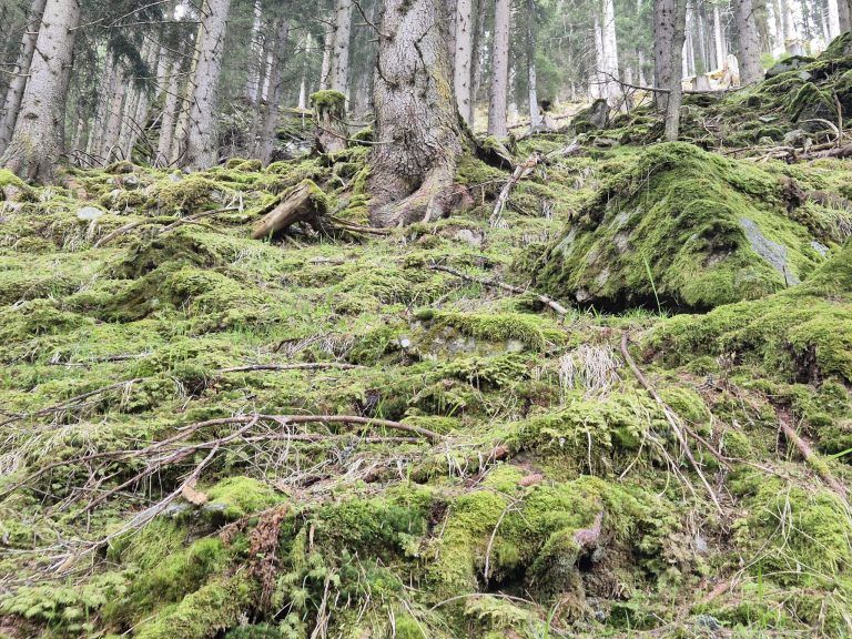Wald, Schutzwald, Naturverjüngung, Forstfonds, Montafon, Forstbetrieb