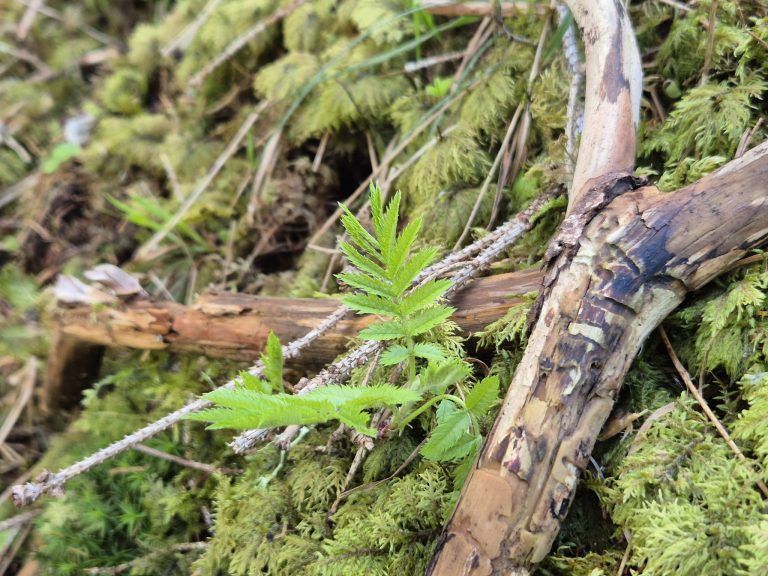 Wald, Schutzwald, Naturverjüngung, Forstfonds, Montafon, Forstbetrieb