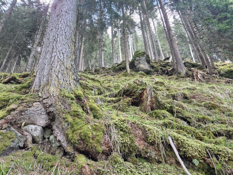 Wald, Schutzwald, Naturverjüngung, Forstfonds, Montafon, Forstbetrieb