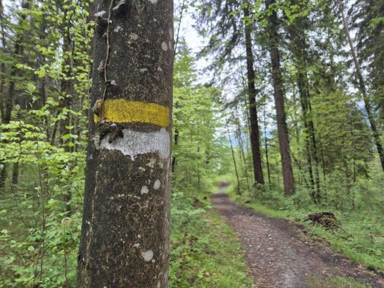 Waldfriedhof St. Anton, Wald