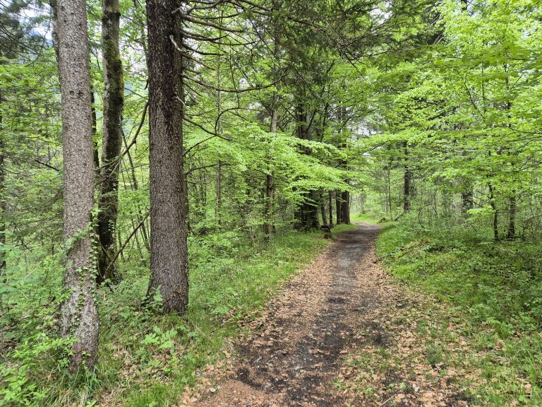 Waldfriedhof St. Anton, Wald