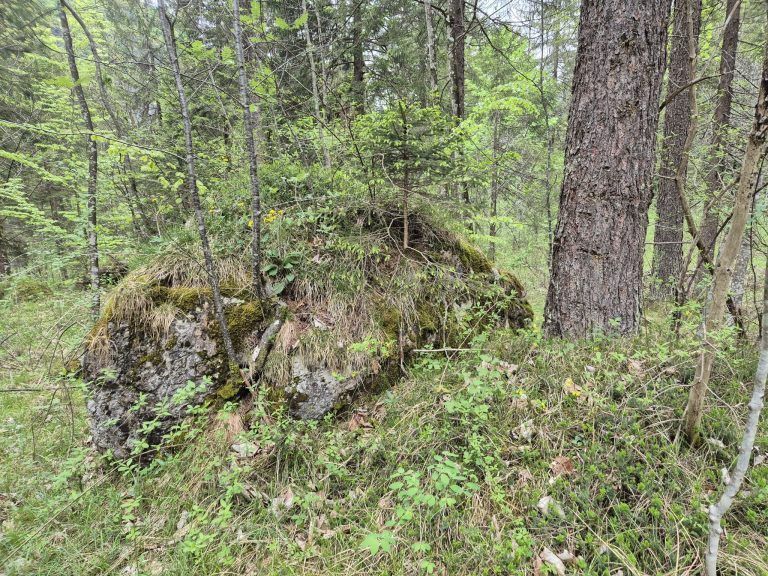 Waldfriedhof St. Anton, Wald