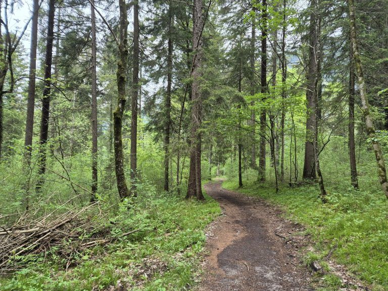 Waldfriedhof St. Anton, Wald