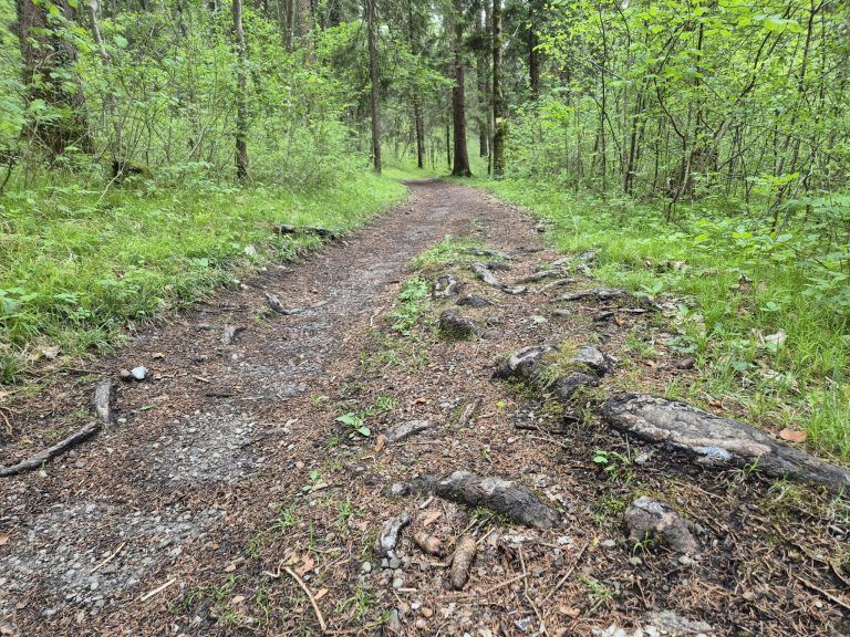 Waldfriedhof St. Anton, Wald