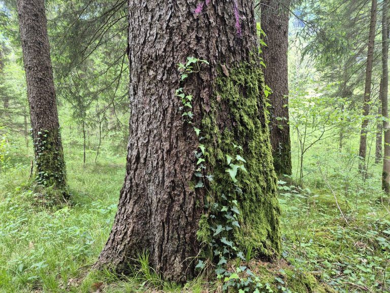 Waldfriedhof St. Anton, Wald