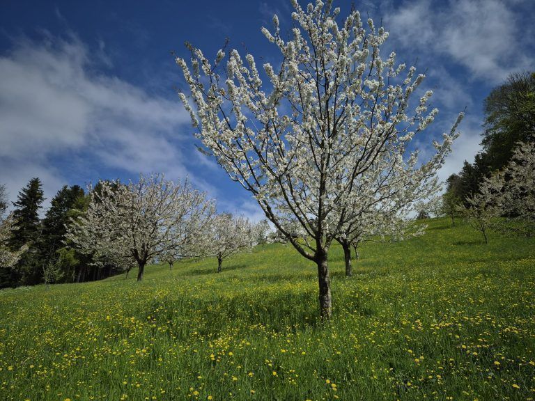 Mit Geduld, Liebe und Zeit gepflanzt: Die Bäume müssen so geschnitten werden, dass Raum für Sonne und Wind ist.