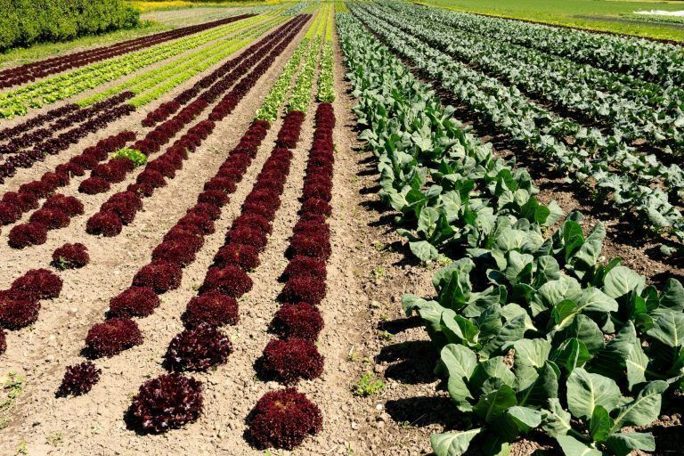 Gemüsebau Meusburger in Koblach lädt ein.: Salat und Gemüse im Feld