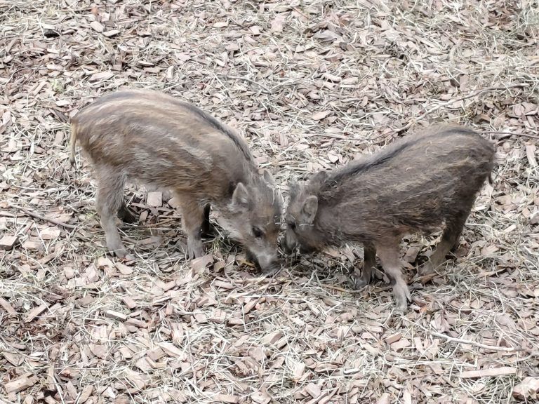 Wildpark für die Zukunft gerüstet: Im Wildschweingehege mit der neuen Beschriftung fühlen sich die Frischlinge wohl.