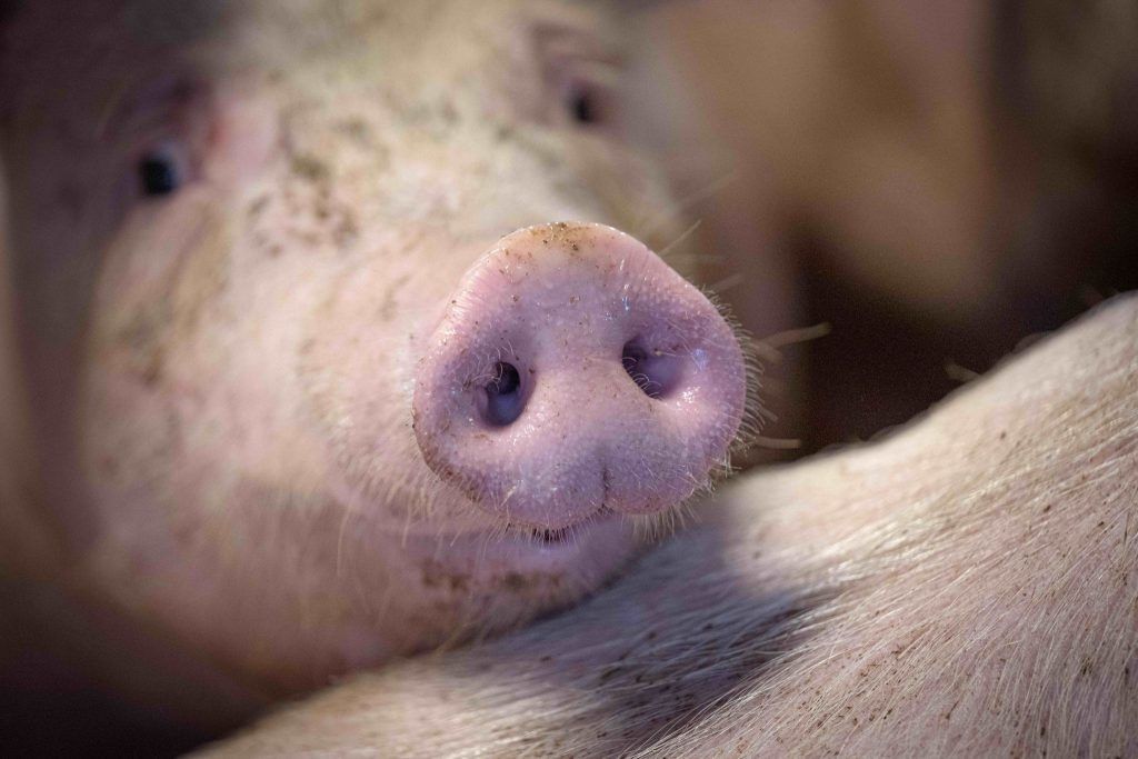 Vollspaltenböden in der Schweinehaltung: &#8220;Verbot ins Gegenteil verkehrt&#8221;