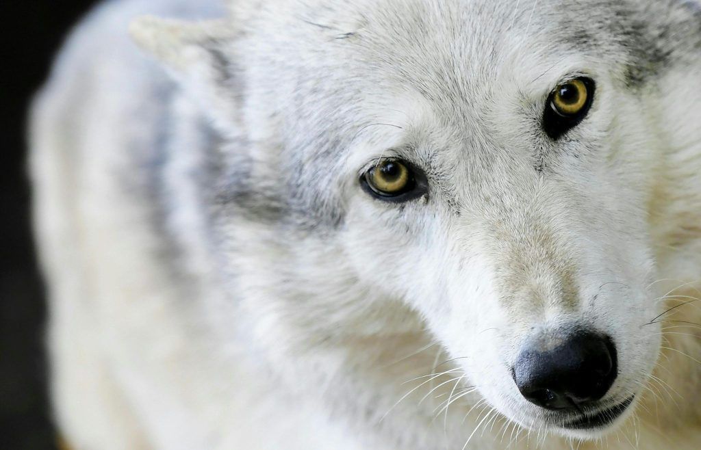 Debatte um den Wolf: &#8220;Mir kommt vor, als wären alle Sicherungen durchgebrannt&#8221;
