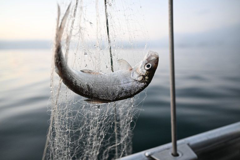 ABD0014_20250330 – VOR BERLINGEN AUF DEM BODENSEE – DEUTSCHLAND: ARCHIV – 02.10.2023, Baden-Wrttemberg, Vor berlingen auf dem Bodensee: Ein Felchen hngt im Netz, das ein Fischer eingeholt hat (zu dpa: ÇBerufsfischerei am Bodensee – bald nur noch im Museum?È) Foto: Felix Kstle/dpa +++ dpa-Bildfunk +++. – FOTO: APA/dpa/Felix Kstle