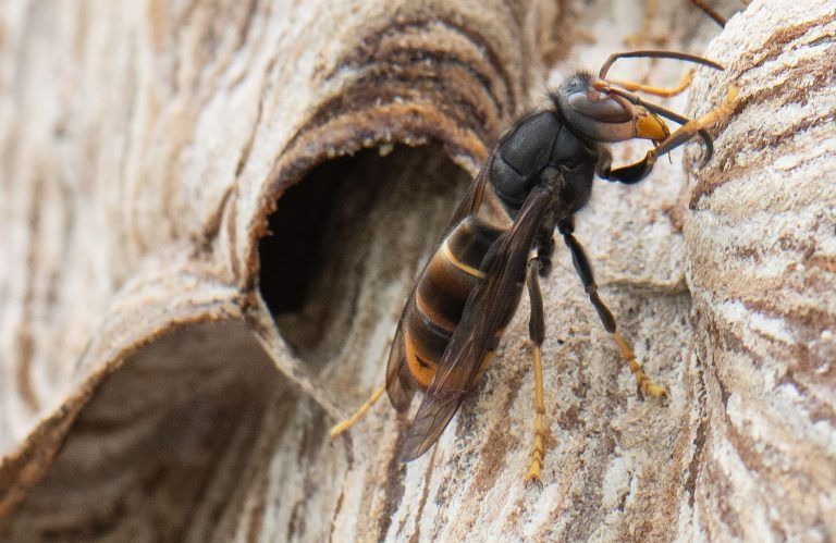 Alarm im Bienenparadies: „Es ist eine recht fragile Angelegenheit“