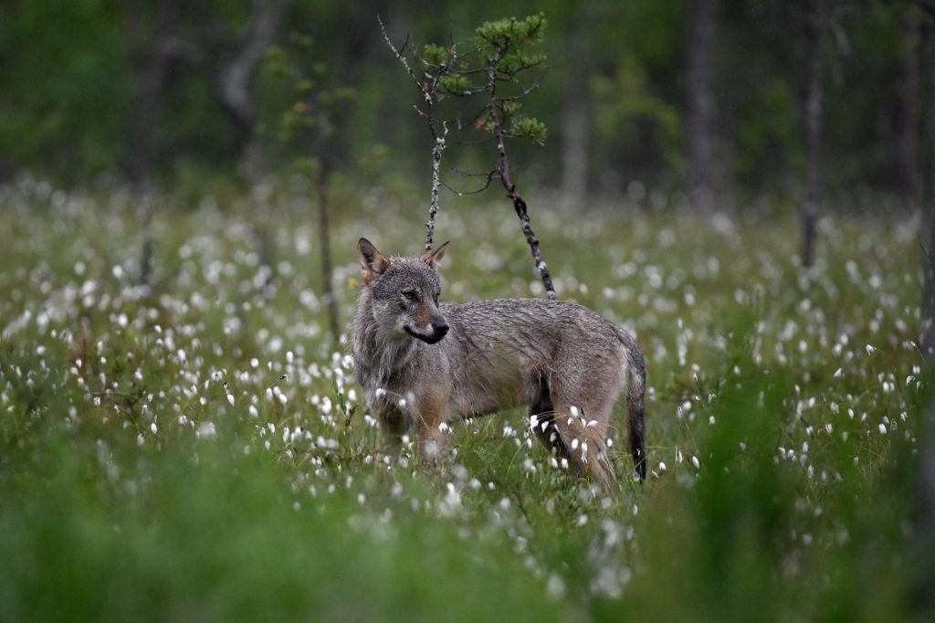 &#8220;Der Wolf ist ein emotional aufgeladenes Thema&#8221;