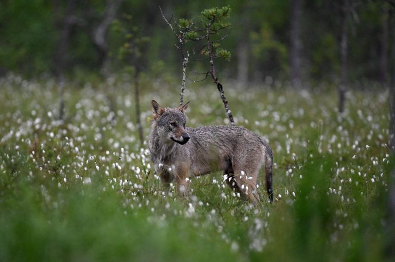 FILES-FINLAND-ENVIRONMENT-ANIMAL-WOLF