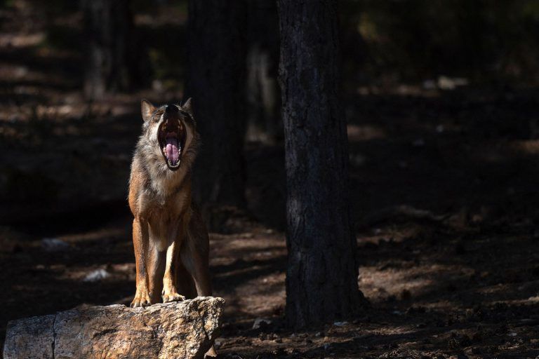 FILES-SPAIN-ANIMAL-ENVIRONMENT-AGRICULTURE-HUNTING