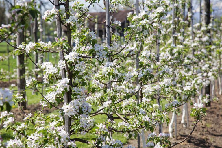 Apfelblüte Dorabirar Öpflma April 2018