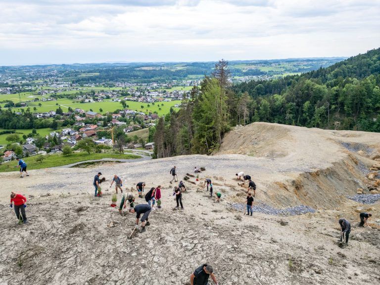 Wiederaufforstung nach Hangrutsch in Hochreute, Hörbranz