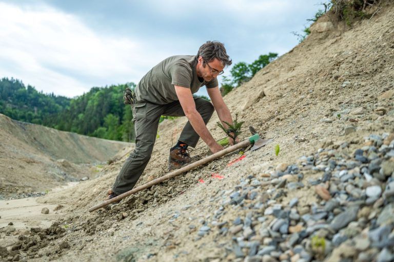 Wiederaufforstung nach Hangrutsch in Hochreute, Hörbranz