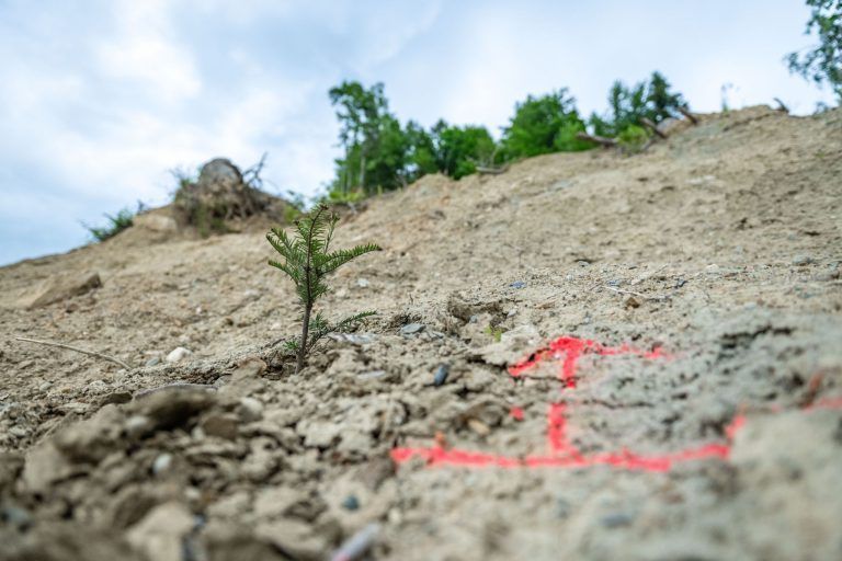 Wiederaufforstung nach Hangrutsch in Hochreute, Hörbranz